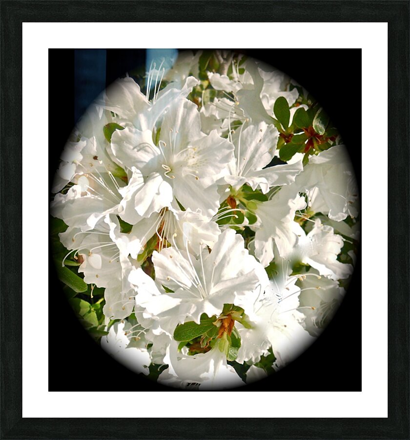 V190 Picture Frame print