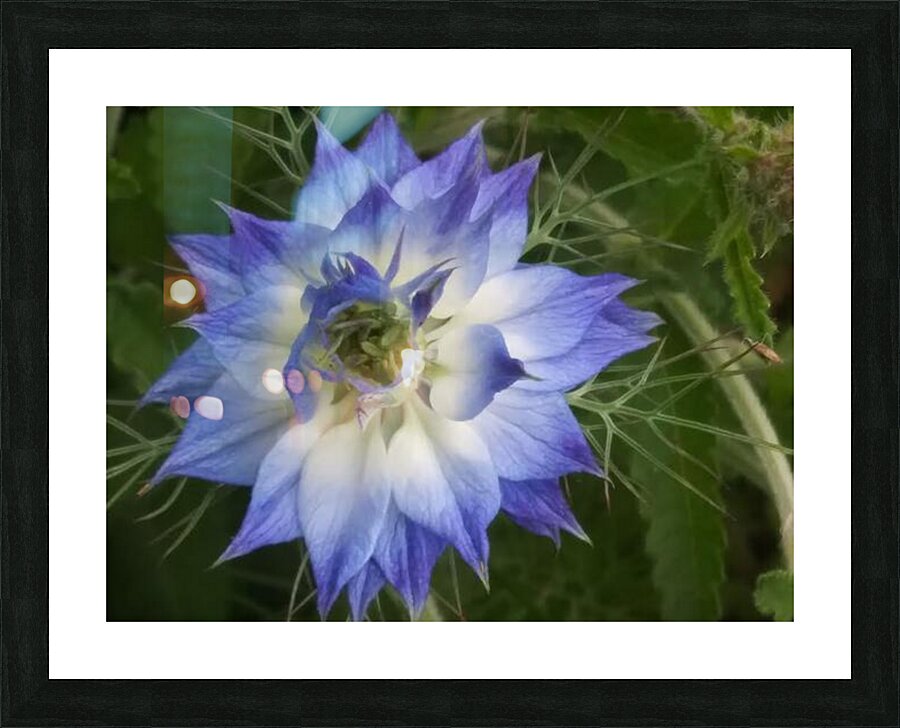 V195 Picture Frame print