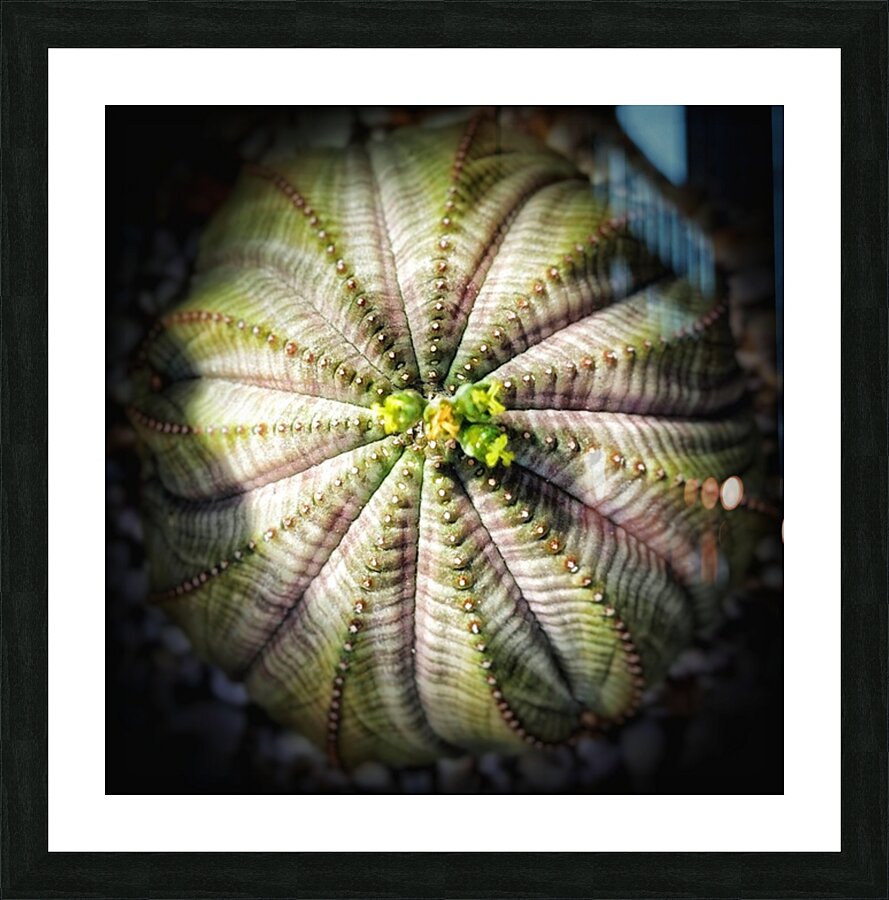V215 Picture Frame print