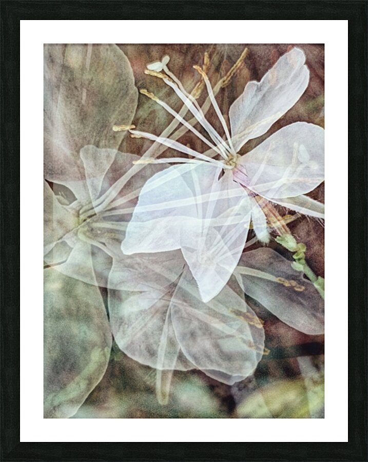 V242 Picture Frame print