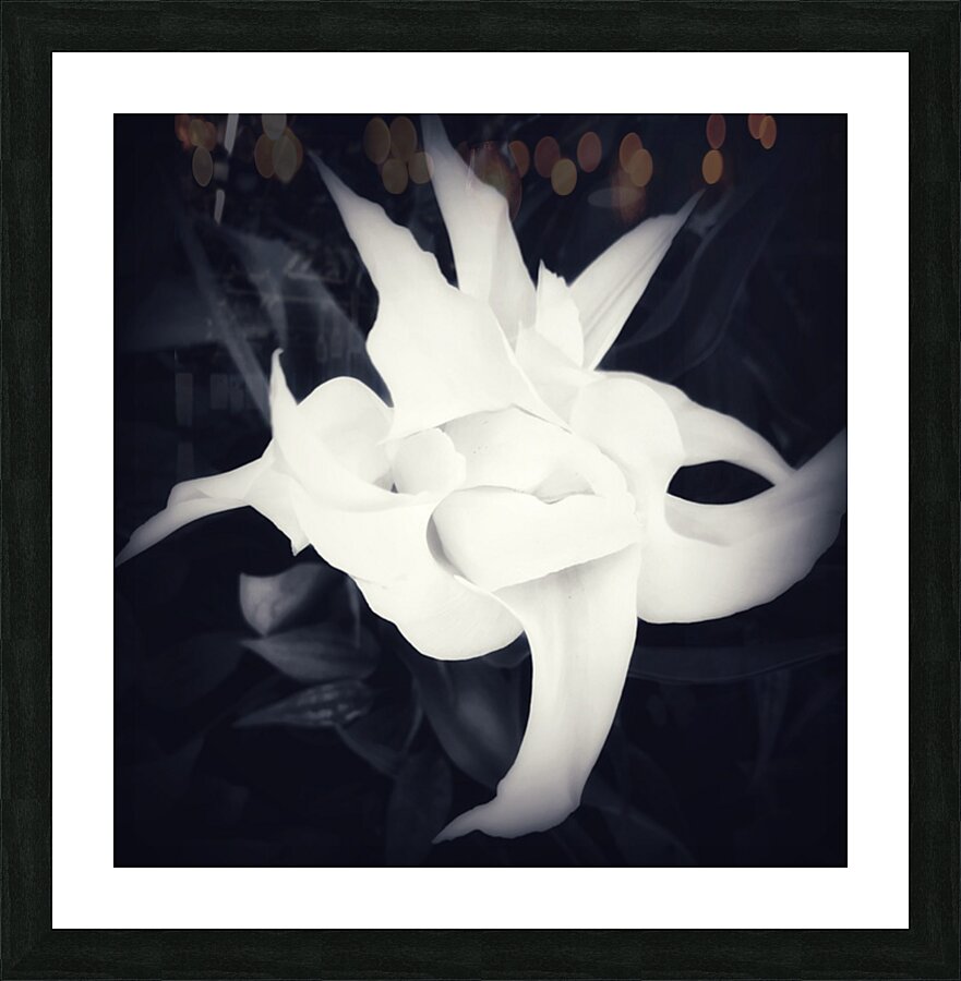 V279 Picture Frame print