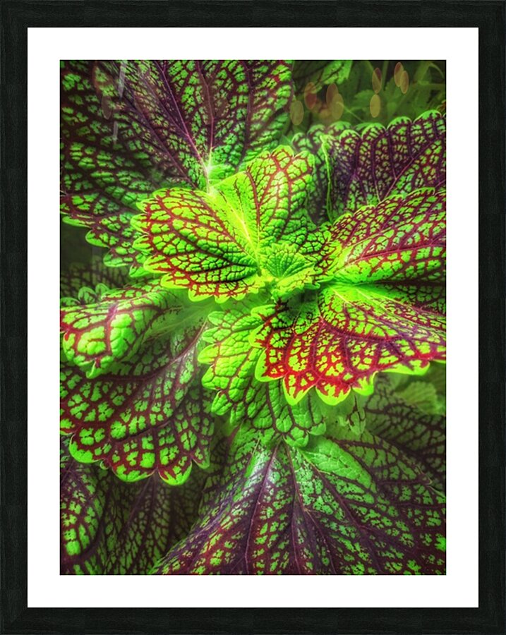 V307 Picture Frame print