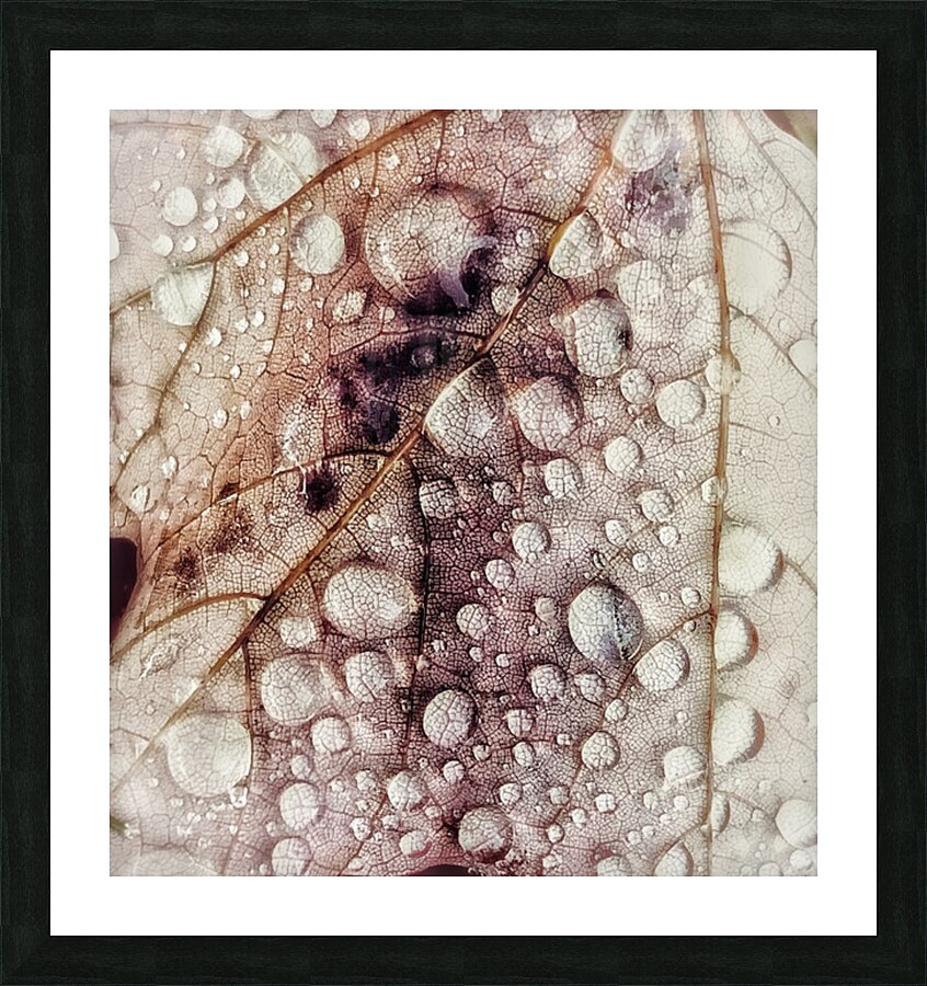 V313 Picture Frame print
