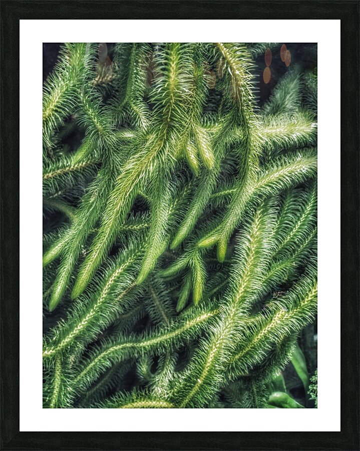 V316 Picture Frame print