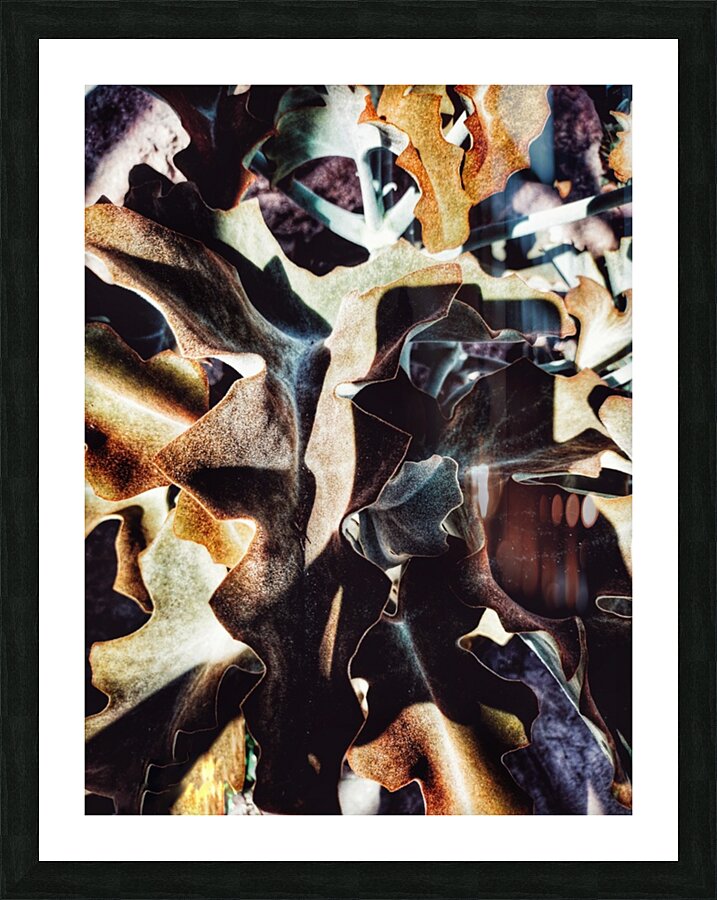 V335 Picture Frame print