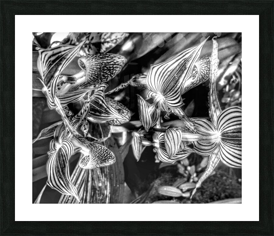 V340 Picture Frame print