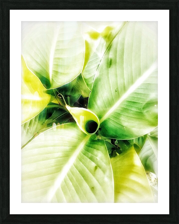 V370 Picture Frame print
