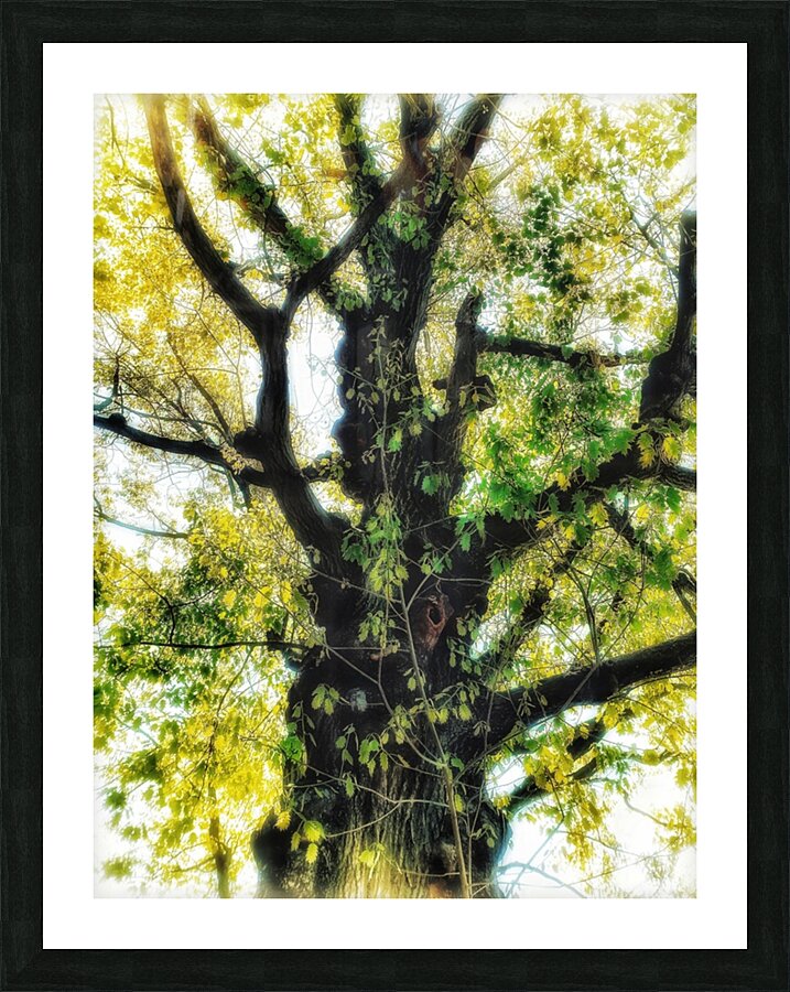 V371 Picture Frame print
