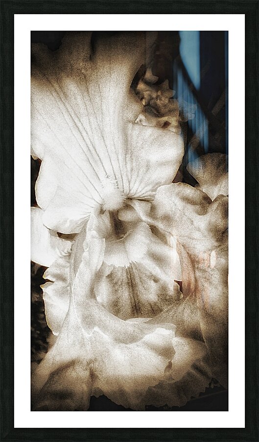 V373 Picture Frame print