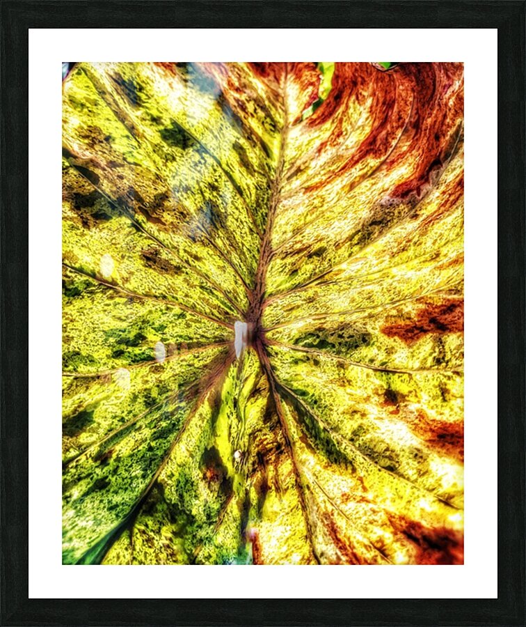 V378 Picture Frame print