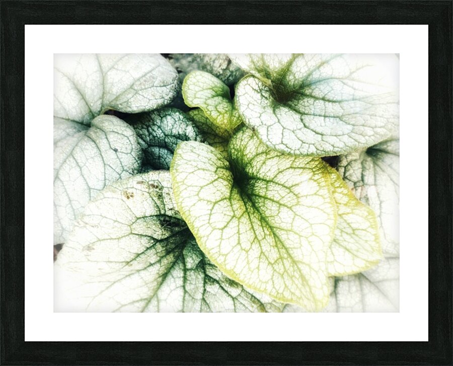 V381 Picture Frame print