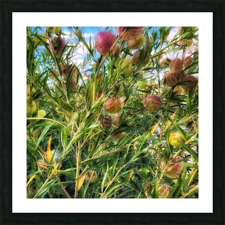 V389 Picture Frame print