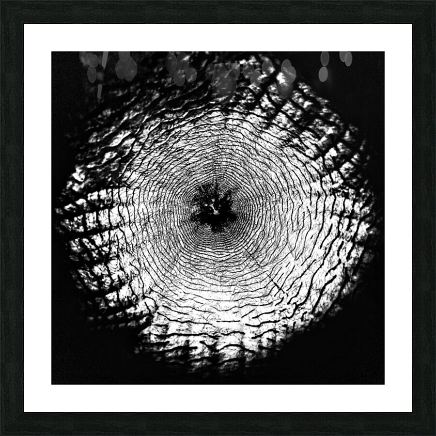 V391 Picture Frame print