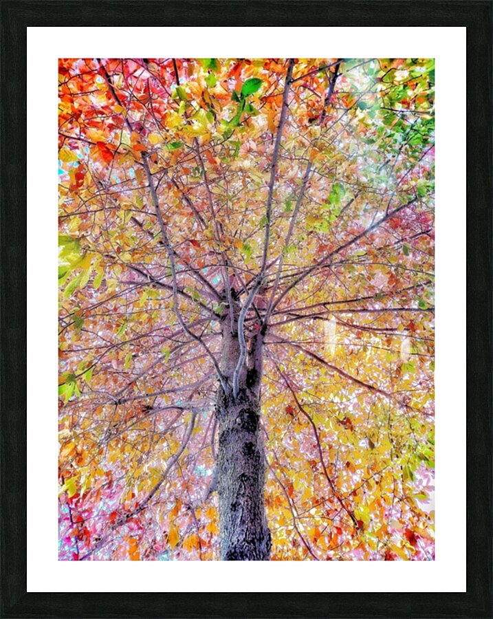 V448 Picture Frame print