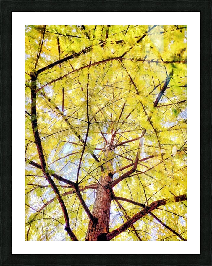 V449 Picture Frame print