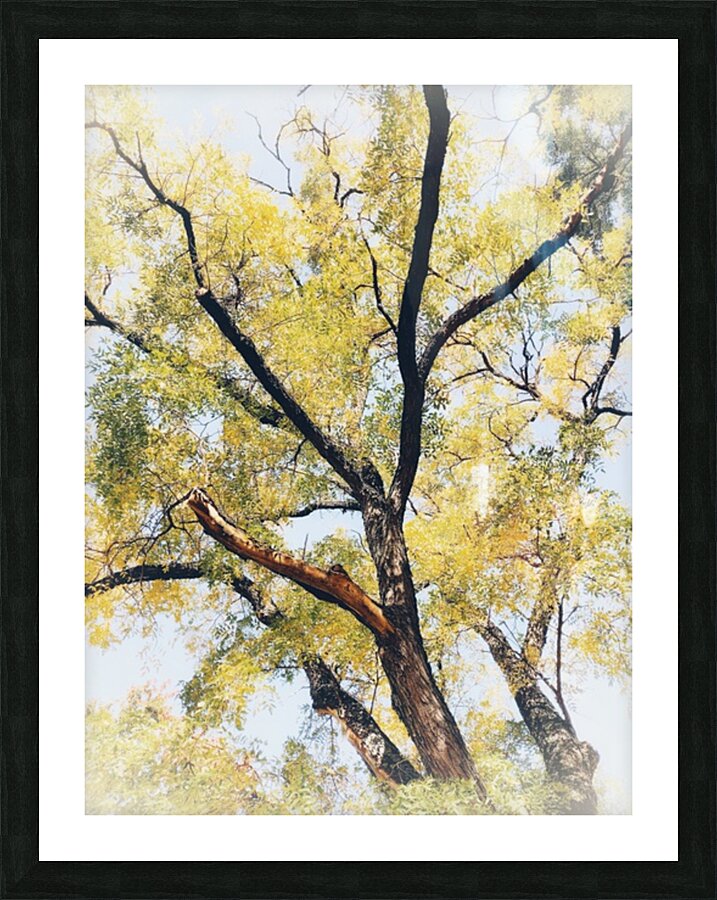 V453 Picture Frame print