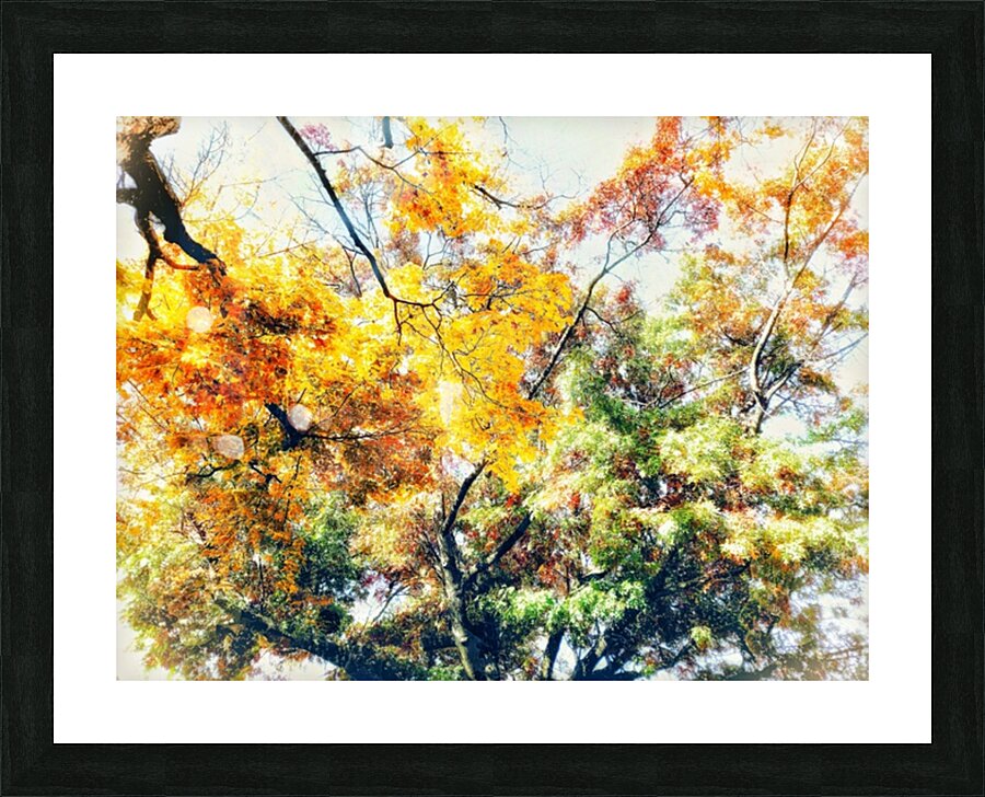 V455 Picture Frame print