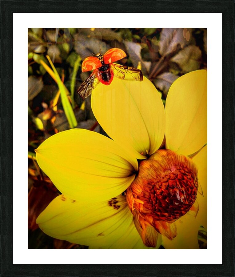 V461 Picture Frame print