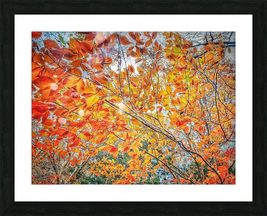 V482 Picture Frame print