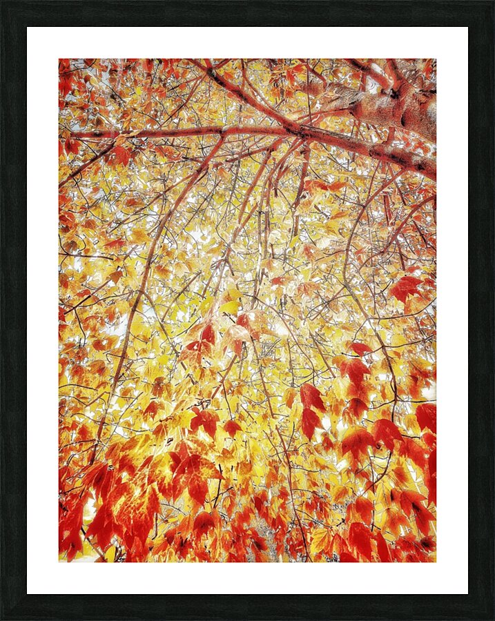 V483 Picture Frame print