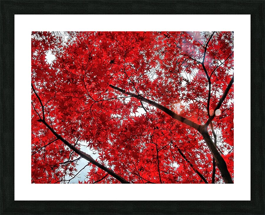 V484 Picture Frame print