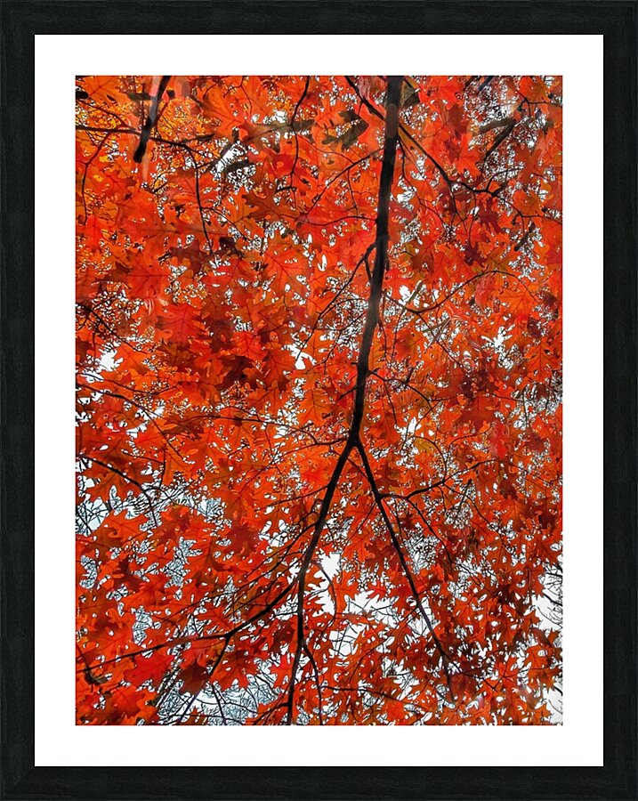 V485 Picture Frame print