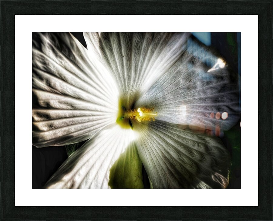 V561 Picture Frame print