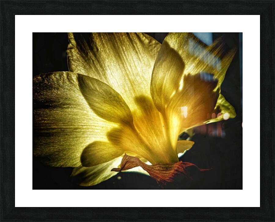 V615 Picture Frame print