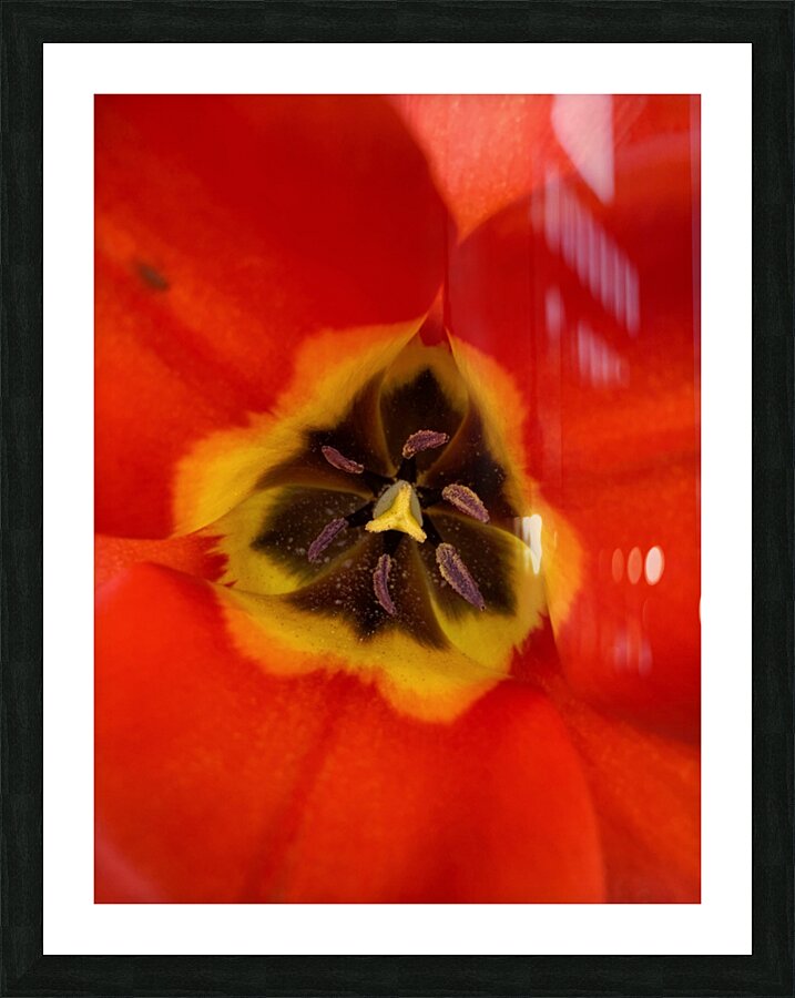 V622 Picture Frame print