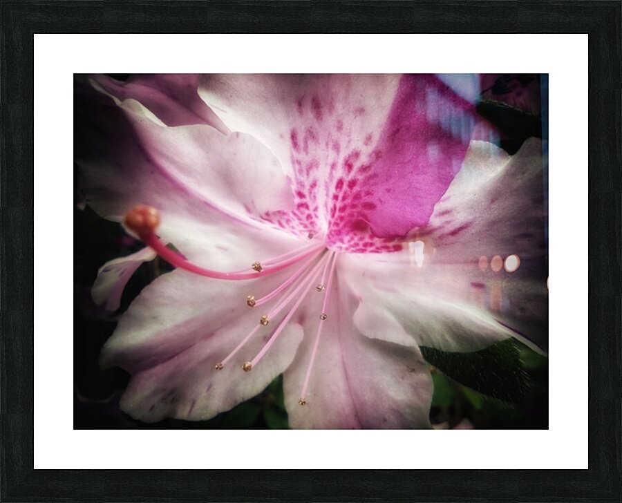 V627 Picture Frame print