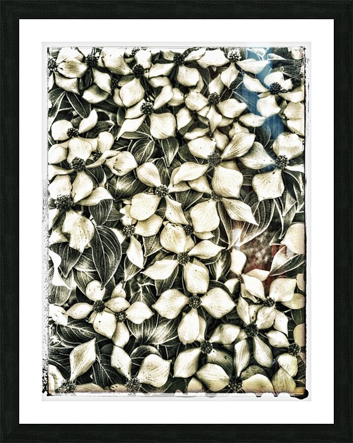 V645 Picture Frame print