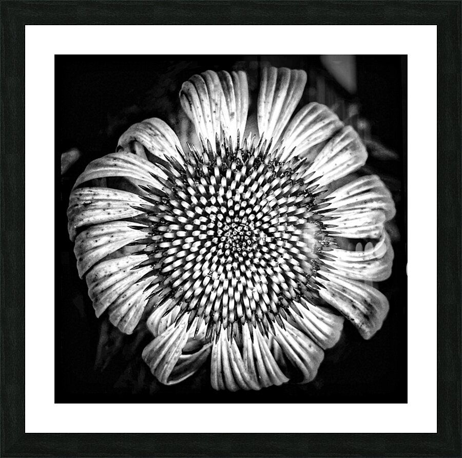 V660 Picture Frame print