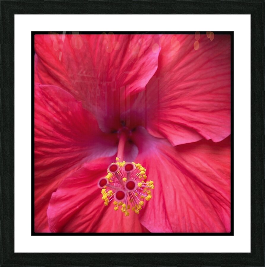 V674 Picture Frame print