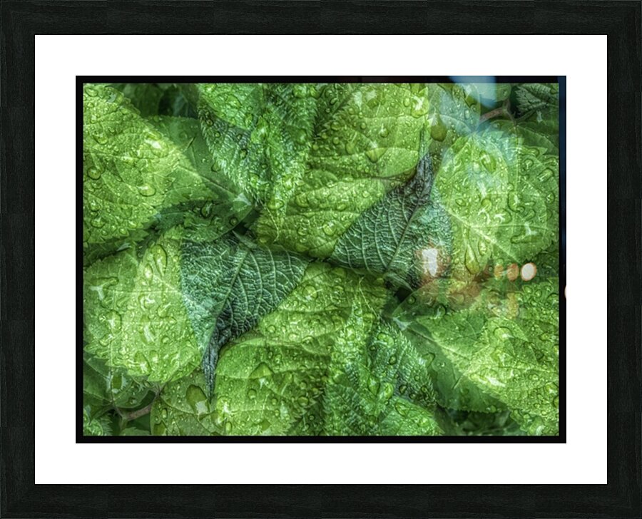 V679 Picture Frame print