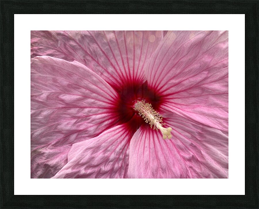 V681 Picture Frame print