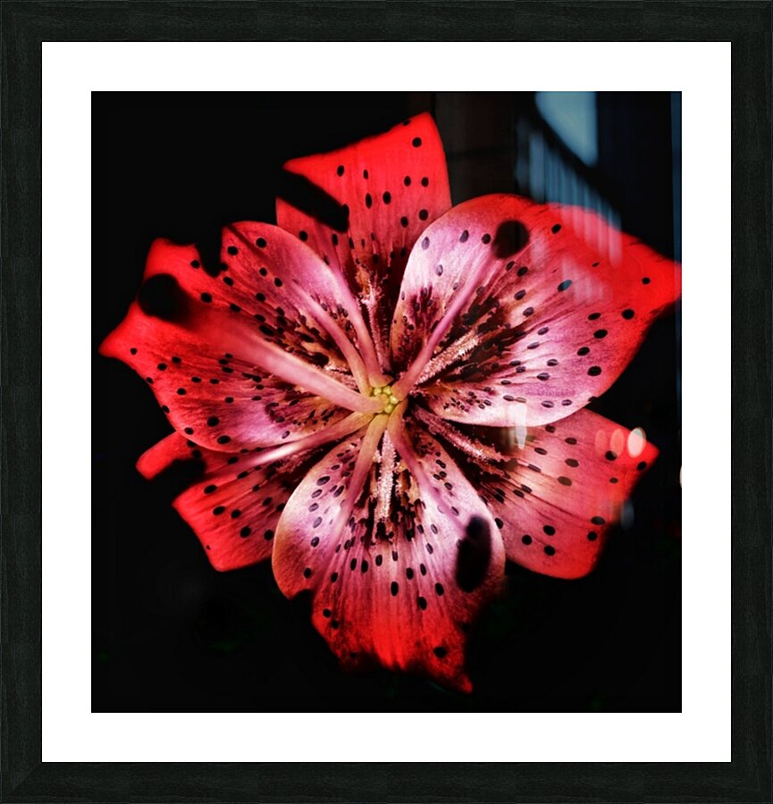 V686 Picture Frame print