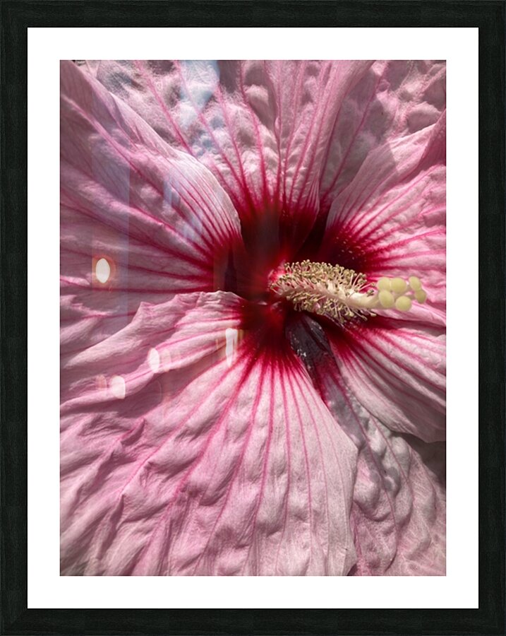 V688 Picture Frame print