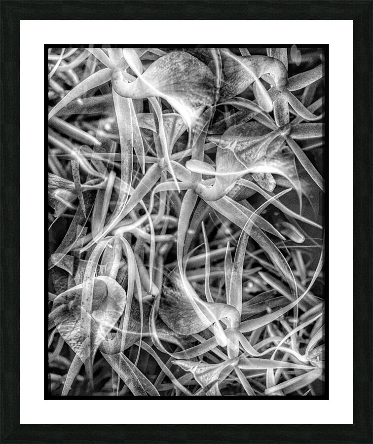 V695 Picture Frame print
