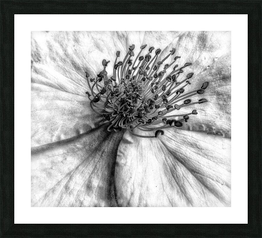 V714 Picture Frame print