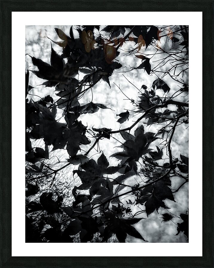 V830 Picture Frame print