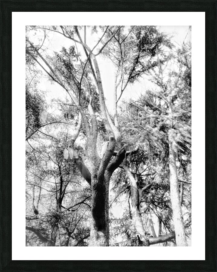 V859 Picture Frame print