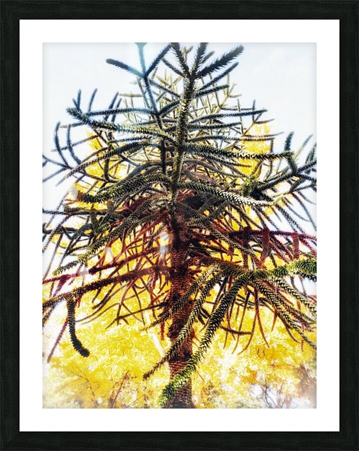 V861 Picture Frame print