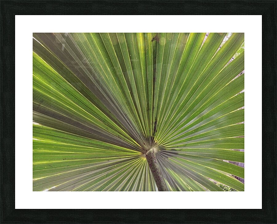V910 Picture Frame print