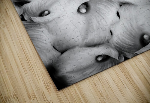 V1098 Natalie Stanislavsky puzzle