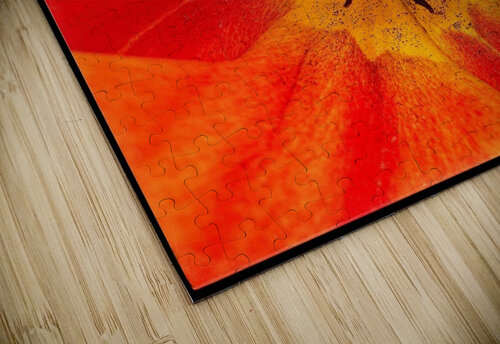 V1136 Natalie Stanislavsky puzzle