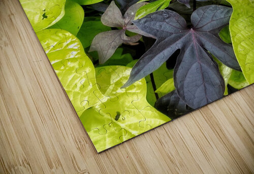 V1276 Natalie Stanislavsky puzzle