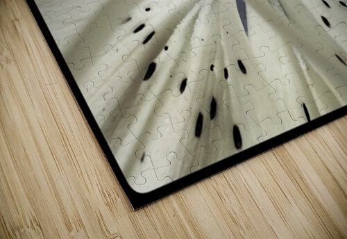 V1713 Natalie Stanislavsky puzzle