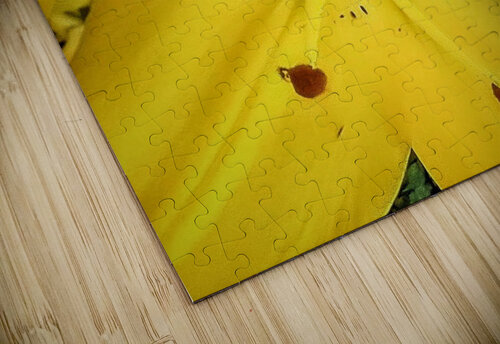 V198 Natalie Stanislavsky puzzle