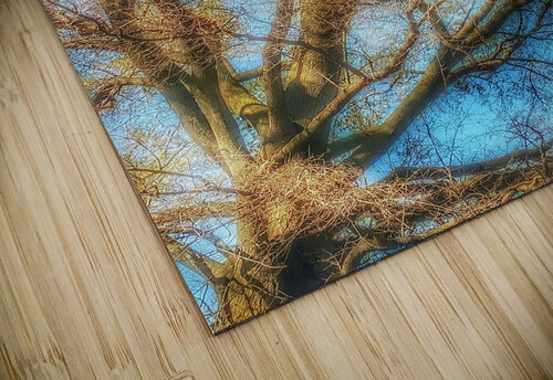 V328 Natalie Stanislavsky puzzle