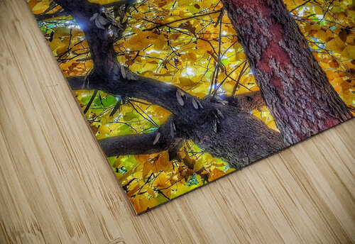 V369 Natalie Stanislavsky puzzle